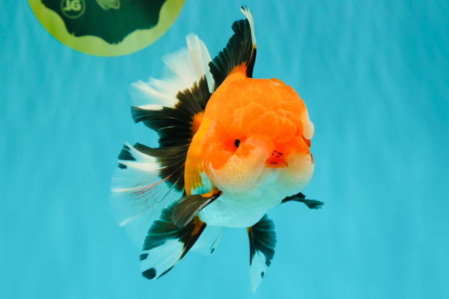 BULLDOG AAA Grade Tricolor Oranda Male 5.5-6 inches #071026OR_30