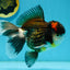 A Grade Tricolor Oranda Male 5.5 inches #120624OR_06