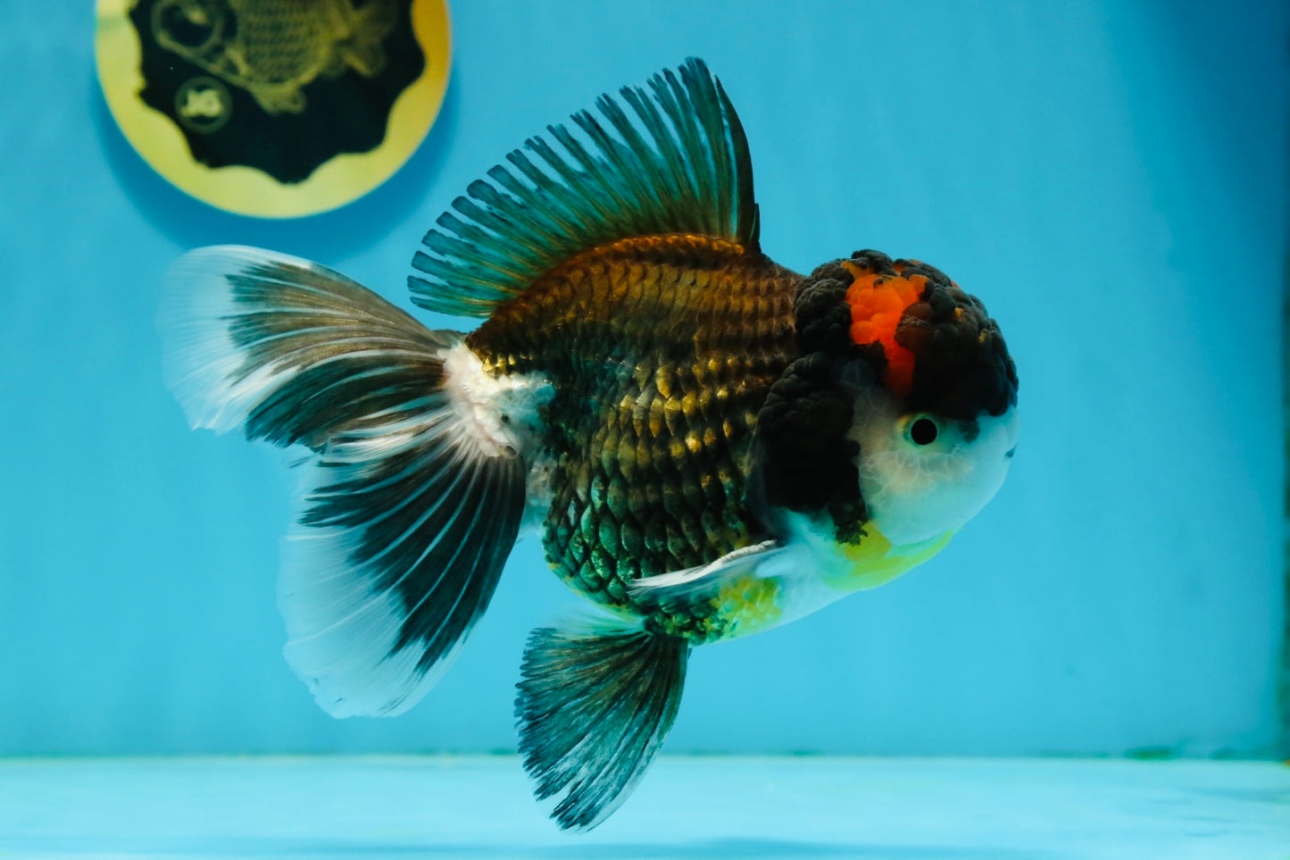 A Grade Tricolor Oranda Male 5.5 inches #120624OR_06