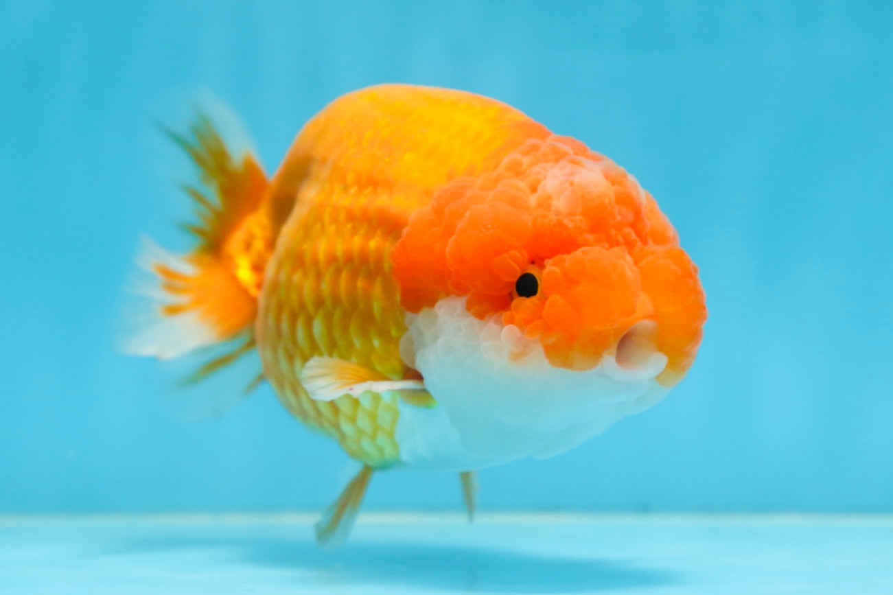 CHUBBY Red White Lionchu Female 5 inches #091225LC_04