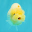 A Grade White LionQueen 4.5 inches #082126LC_22