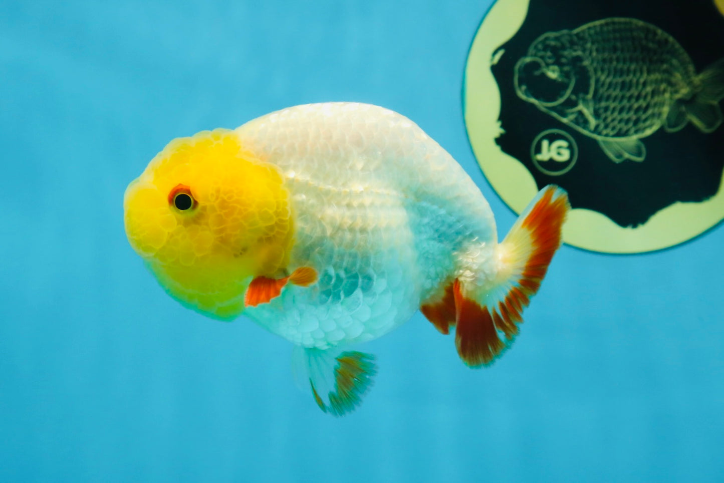 Sunny Lemonhead Lionchu Male 4-4.5 inches #072525LC_04