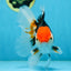 A Grade Tricolor Oranda Male 5-5.5 inches #082225OR_19