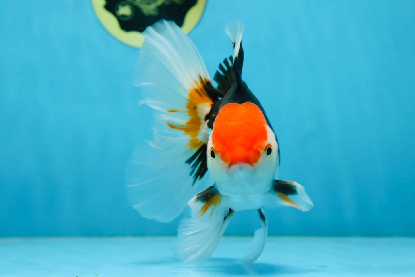 A Grade Tricolor Oranda Male 5-5.5 inches #082225OR_19