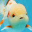 AAA Grade ADORABLE Sakura Oranda Male 6-6.5 inches #091925OR_14