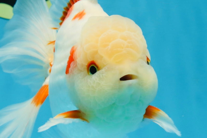 AAA Grade ADORABLE Sakura Oranda Male 6-6.5 inches #091925OR_14