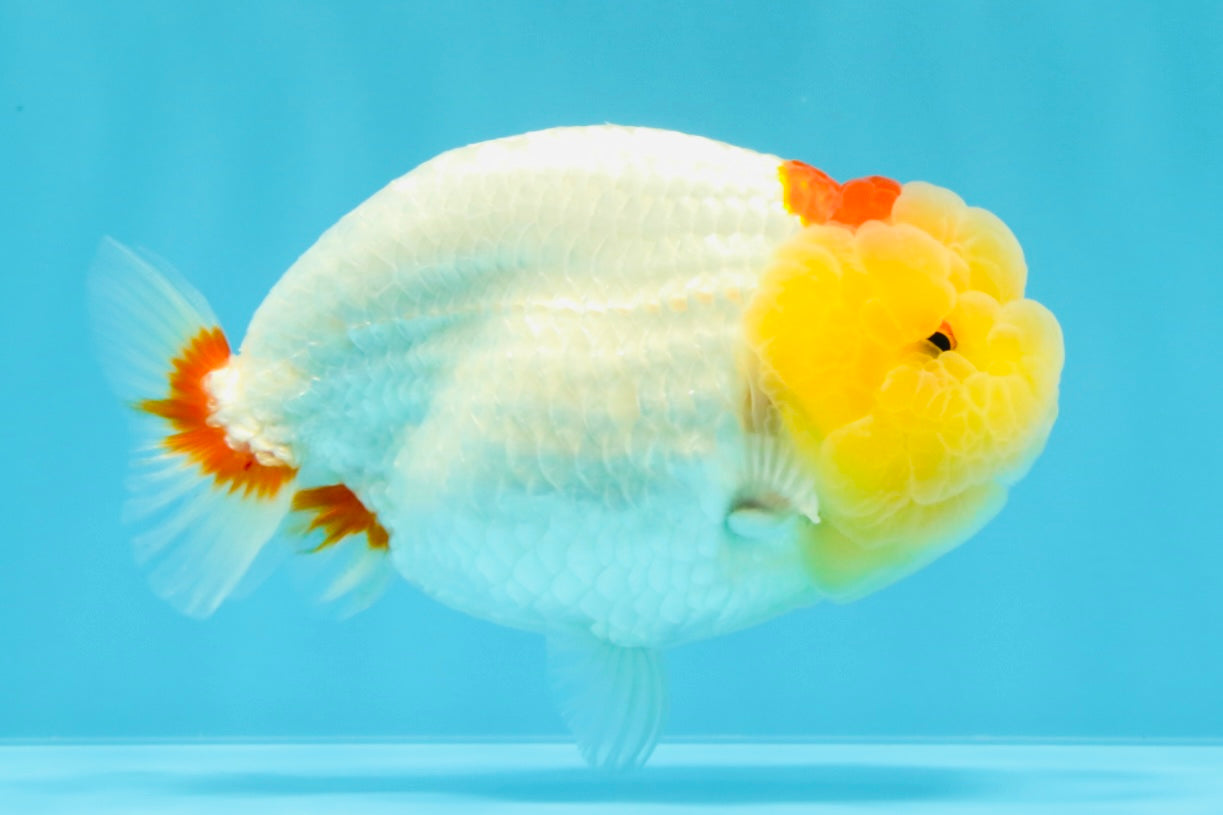 A Grade Red White LionQueen 4.5 inches #022026LC_15