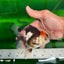 A Grade Chunky Tricolor Oranda Female 4.5 inches #0607OR_02