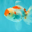 A Grade Red White Oranda Female 5.5 inches #061926OR_15