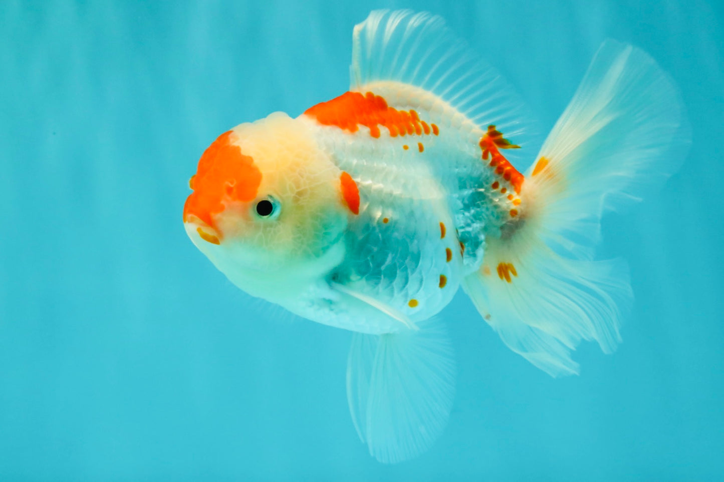 A Grade Red White Oranda Female 5.5 inches #061926OR_15