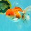 MARIO A Grade Red White Oranda Male 5.5-6 inches #101626OR_10