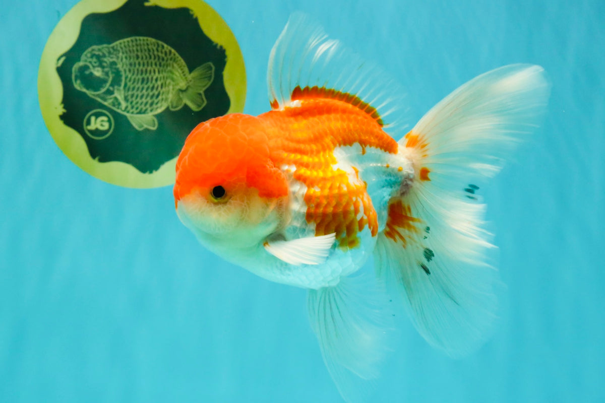MARIO A Grade Red White Oranda Male 5.5-6 inches #101626OR_10