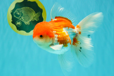 MARIO A Grade Red White Oranda Male 5.5-6 inches #101626OR_10