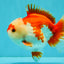 SUPER CUTE A Grade Red White Yuanbao Male 5-5.5 inches #041726YB_16