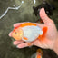 A Grade Orange White LionQueen 4.5-5 inches #072426LC_35