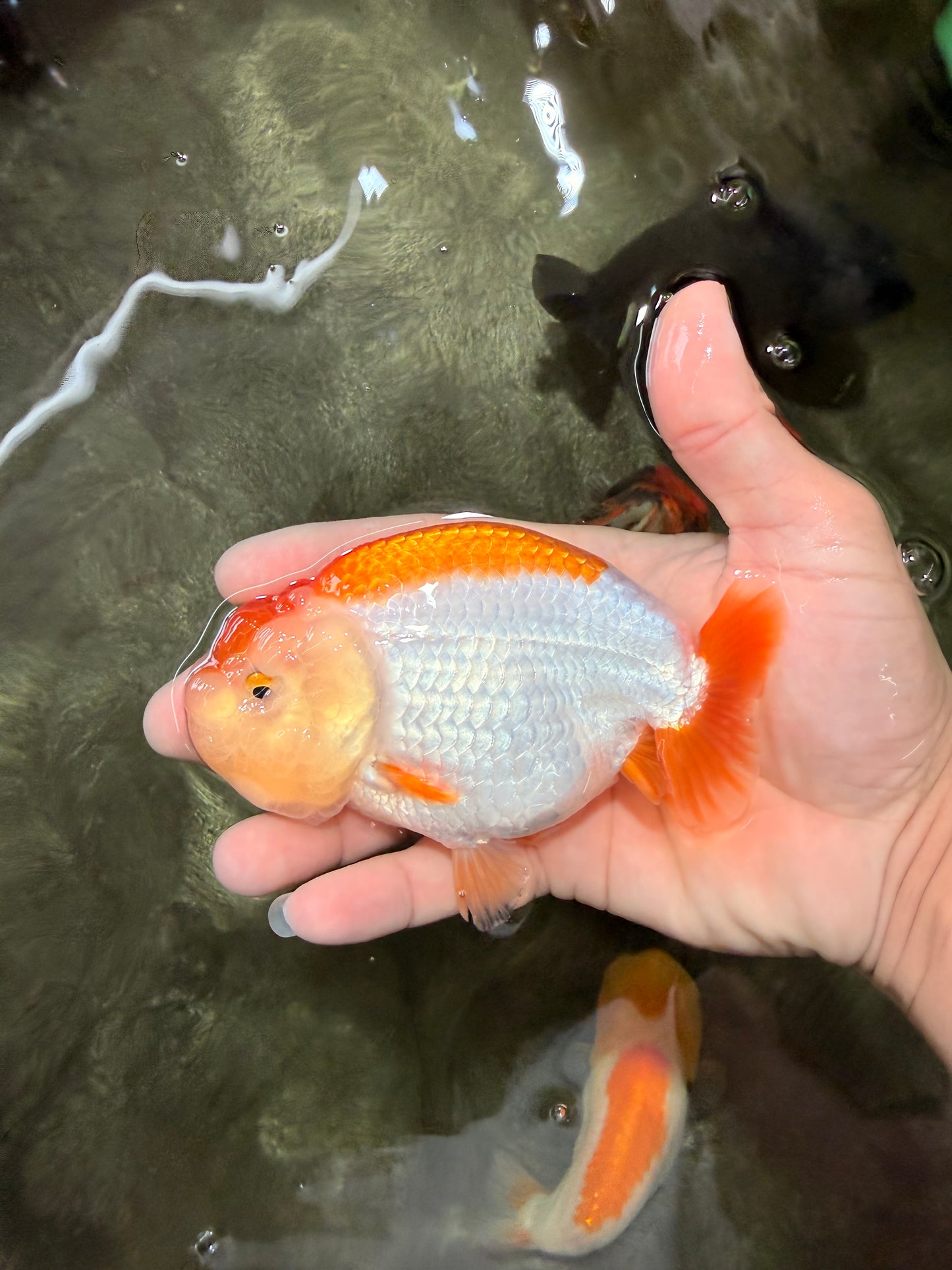 A Grade Orange White LionQueen 4.5-5 inches #072426LC_35