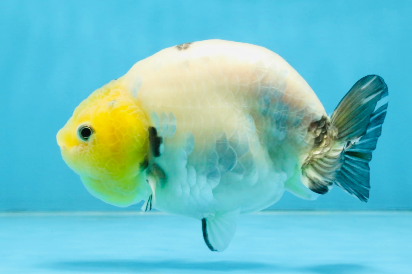 A Grade Cow Chinese Ranchu Female 4.5-5 inches #112125RC_18