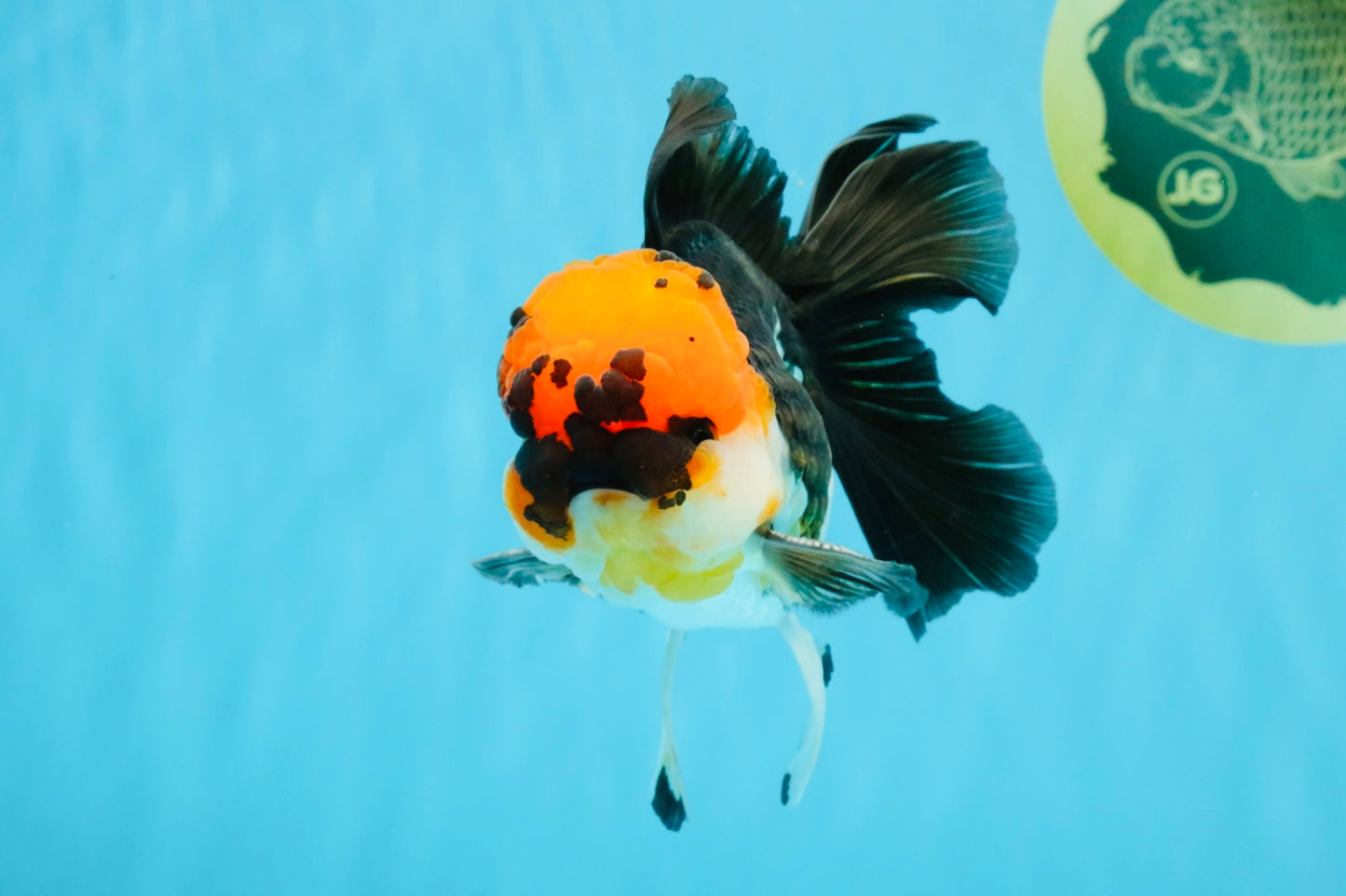 LAVA Tricolor Oranda Male 5 inches #040326OR_18