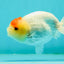 Nugget Snow Tancho Lemonhead Lionchu Male 4 inches #1018LC_06