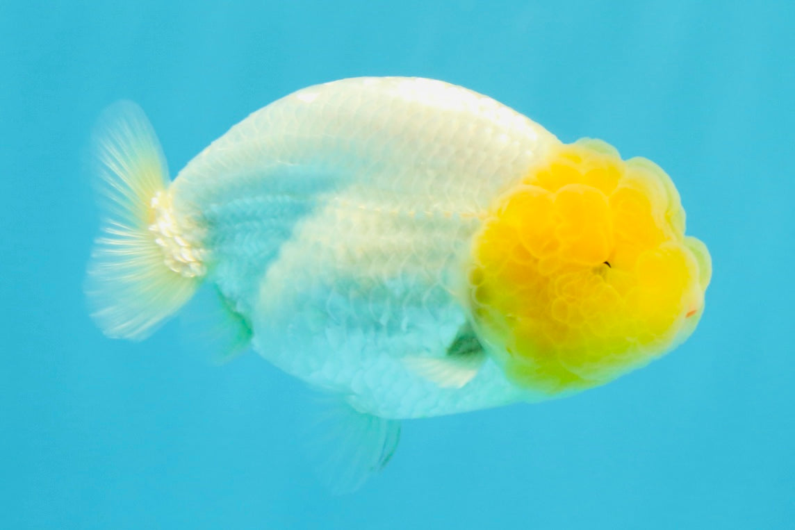 SUPER CUTE AAA Grade White LionKing 4 inches #022026LC_18