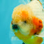 CHONKY AAA Grade Calico Oranda Male 6-6.5 inches #101626OR_21