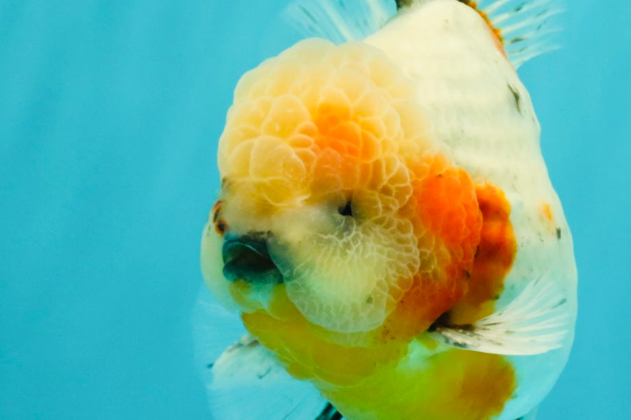 CHONKY AAA Grade Calico Oranda Male 6-6.5 inches #101626OR_21