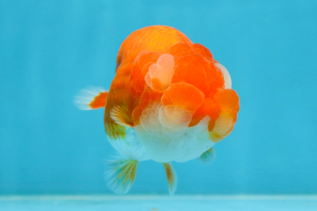 A Grade Young Red White LionQueen 4 inches #101025LC_10