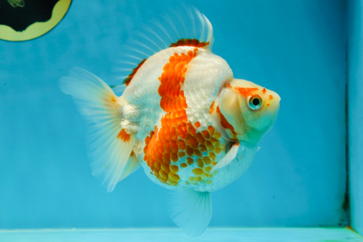 AAA GRADE Red White Ryukin Female 4.5-5 inches #050925RK_17