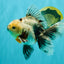A Grade Marble Oranda Male 6.5-7 inches #072426OR_09
