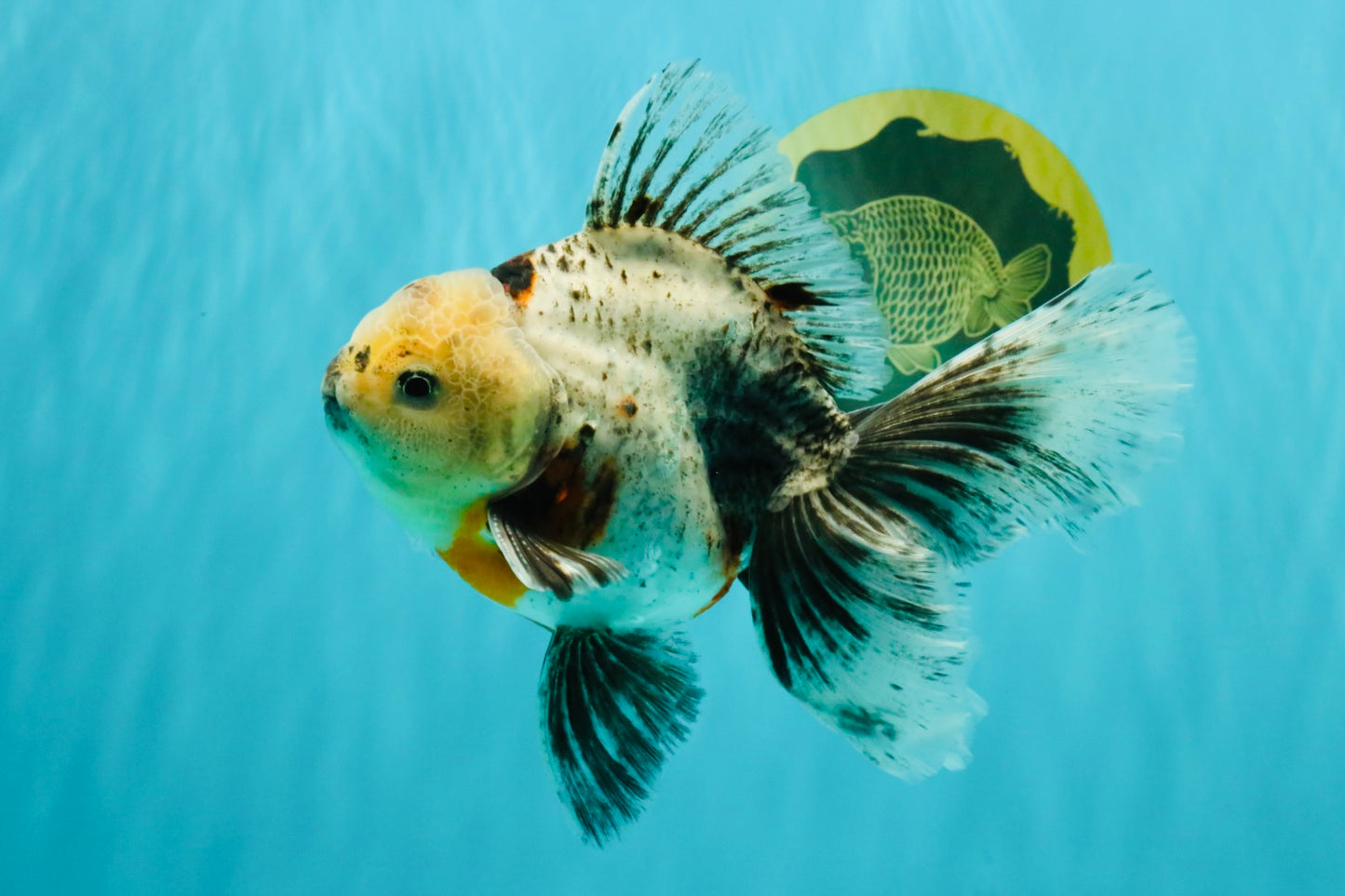 A Grade Marble Oranda Male 6.5-7 inches #072426OR_09