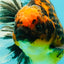 CHUNKY AAA Grade Broadtail Tiger Oranda Male 7-7.5 inches #071026OR_02
