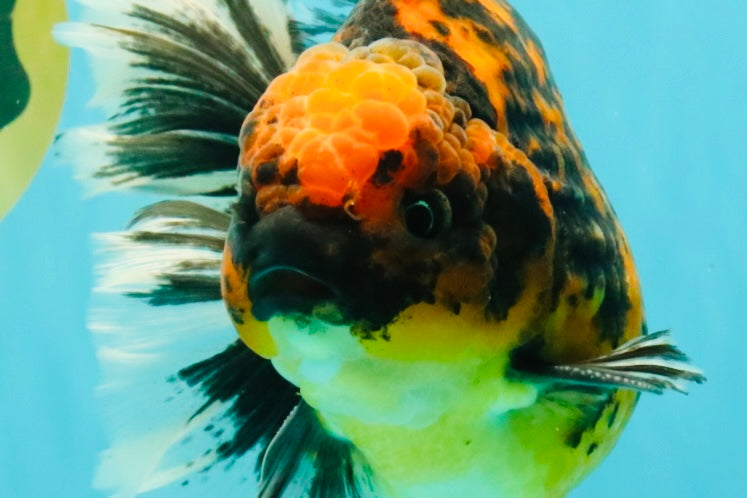 CHUNKY AAA Grade Broadtail Tiger Oranda Male 7-7.5 inches #071026OR_02