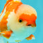 AAA Grade Red White Oranda Male 5 inches #061926OR_23