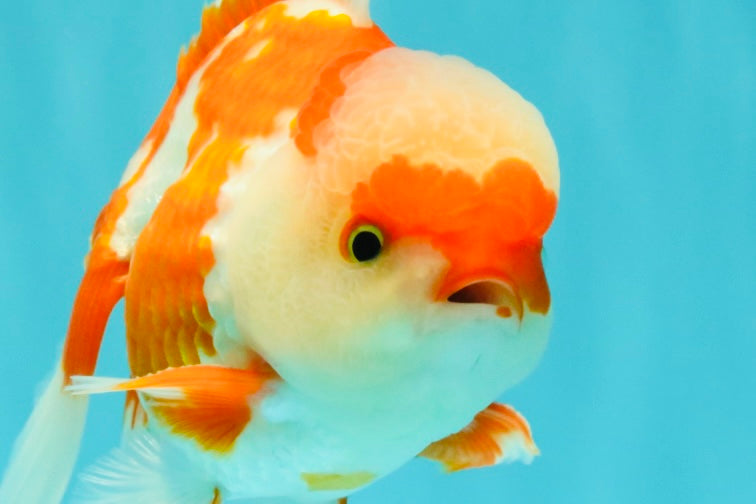 AAA Grade Red White Oranda Male 5 inches #061926OR_23