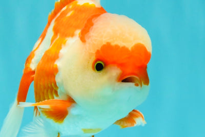 AAA Grade Red White Oranda Male 5 inches #061926OR_23