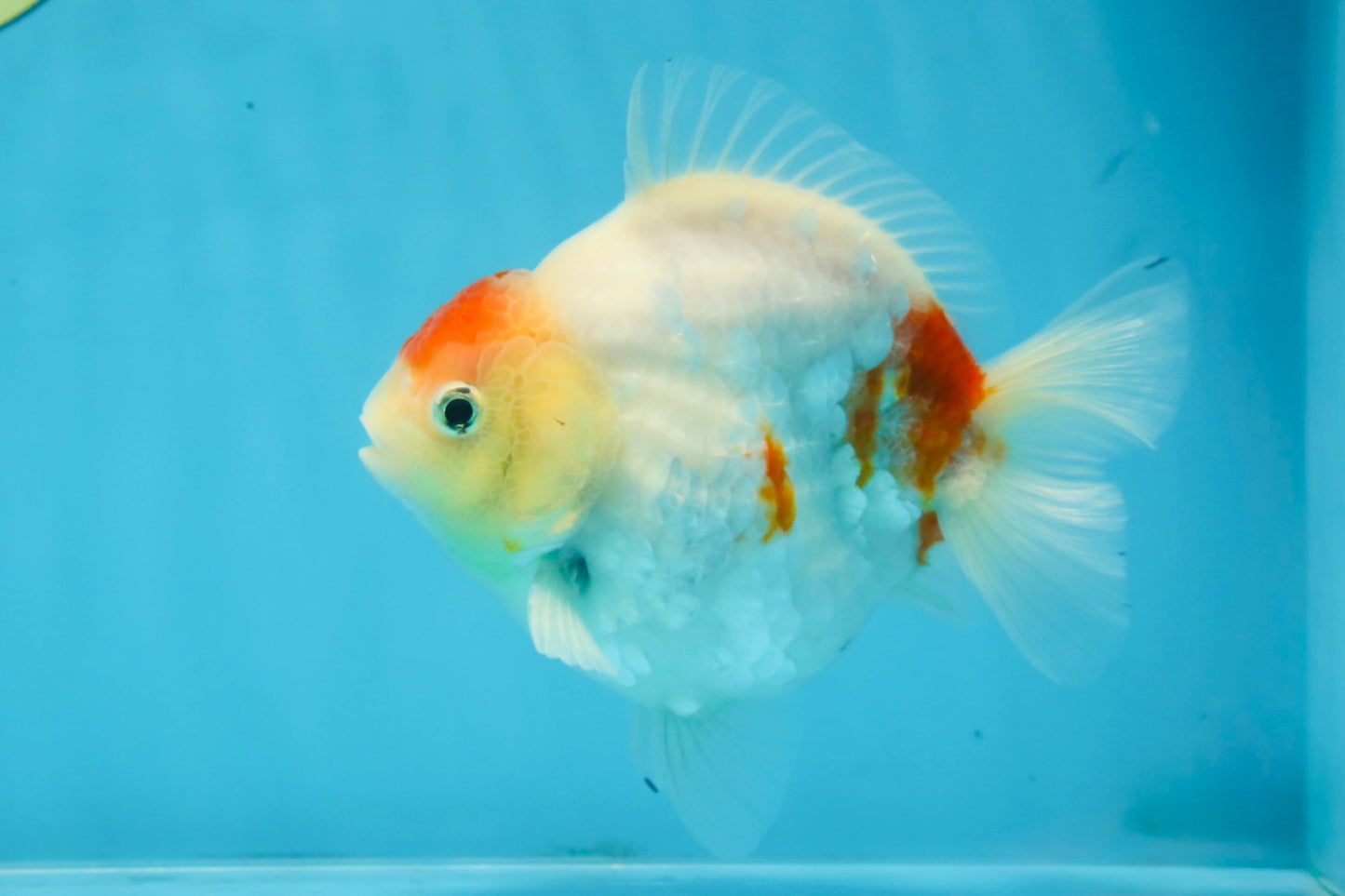 A Grade Young Godzilla Tancho Sakura Yuanbao Male 4.5 inches #101725YB_26