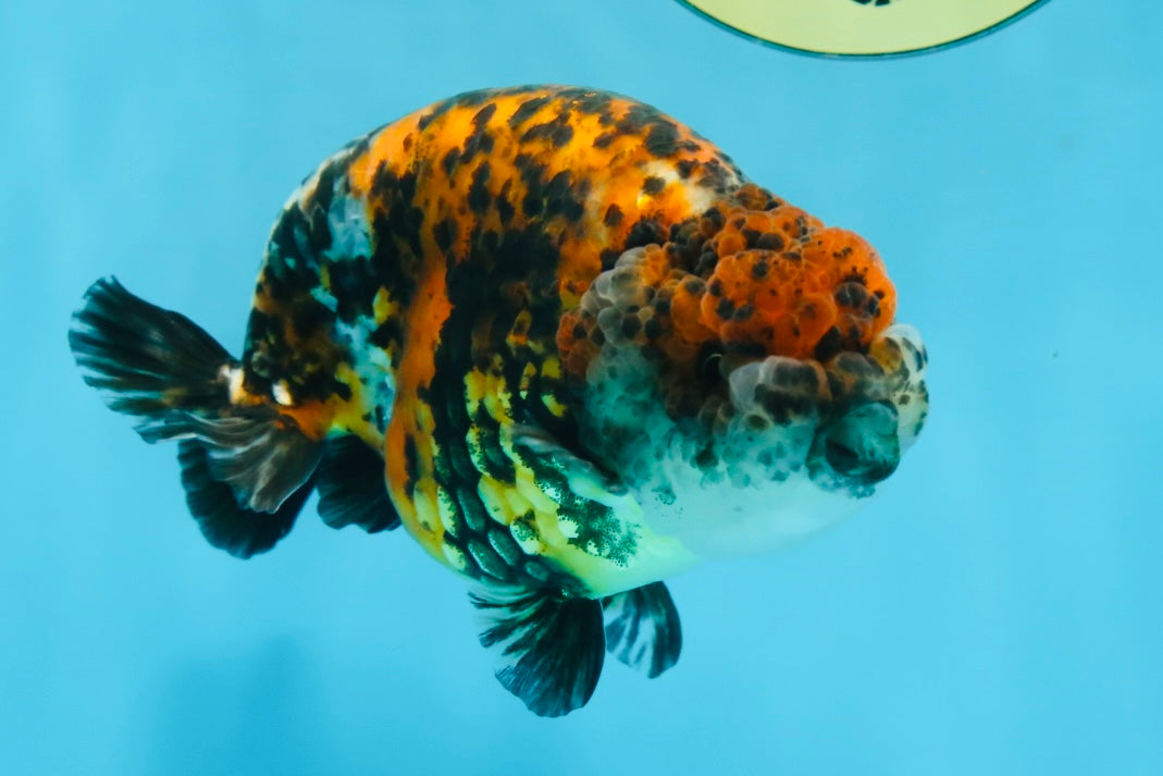 A Grade Speckle Beastie Calico Tiger LionKing 4.5-5 inches #062025LC_02