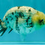 White Tiger Ranchu Male 5 inches #072426RC_34