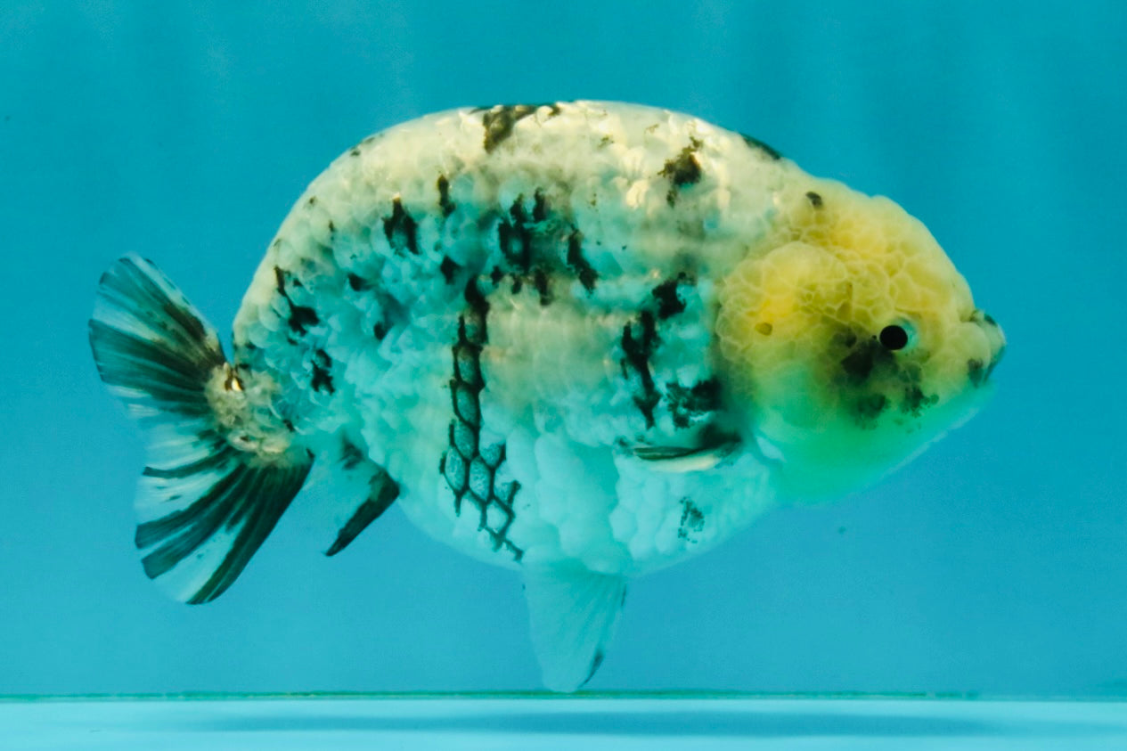 White Tiger Ranchu Male 5 inches #072426RC_34