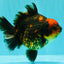 CHUNKY A Grade Tiger Yuanbao Female 5-5.5 inches #091826YB_10