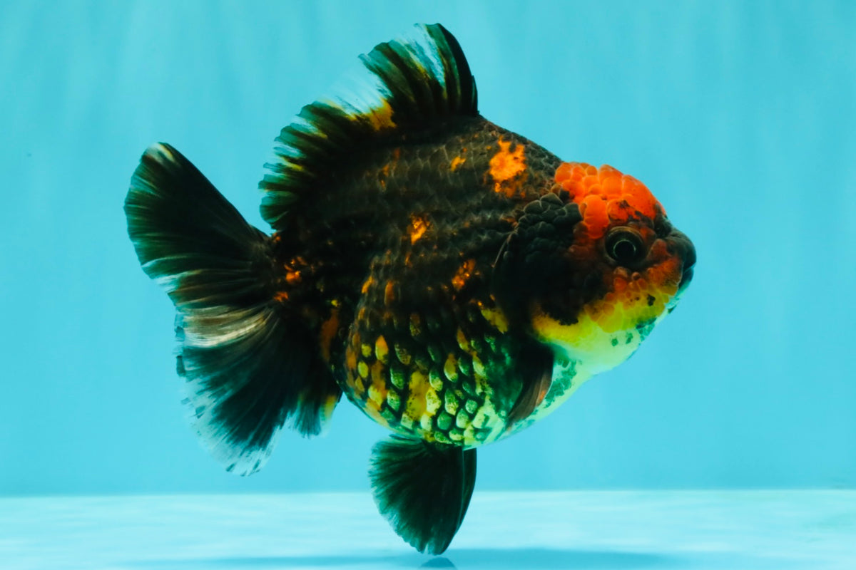 CHUNKY A Grade Tiger Yuanbao Female 5-5.5 inches #091826YB_10