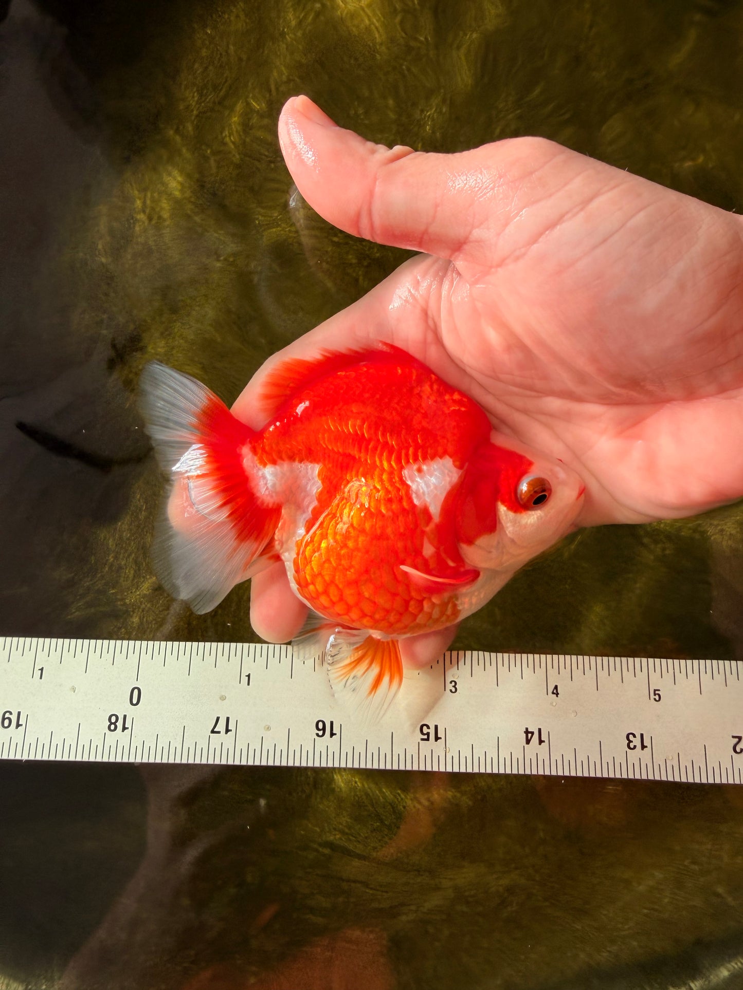 A Grade Red White Ryukin Female 4-4.5 inches #032726RK_24
