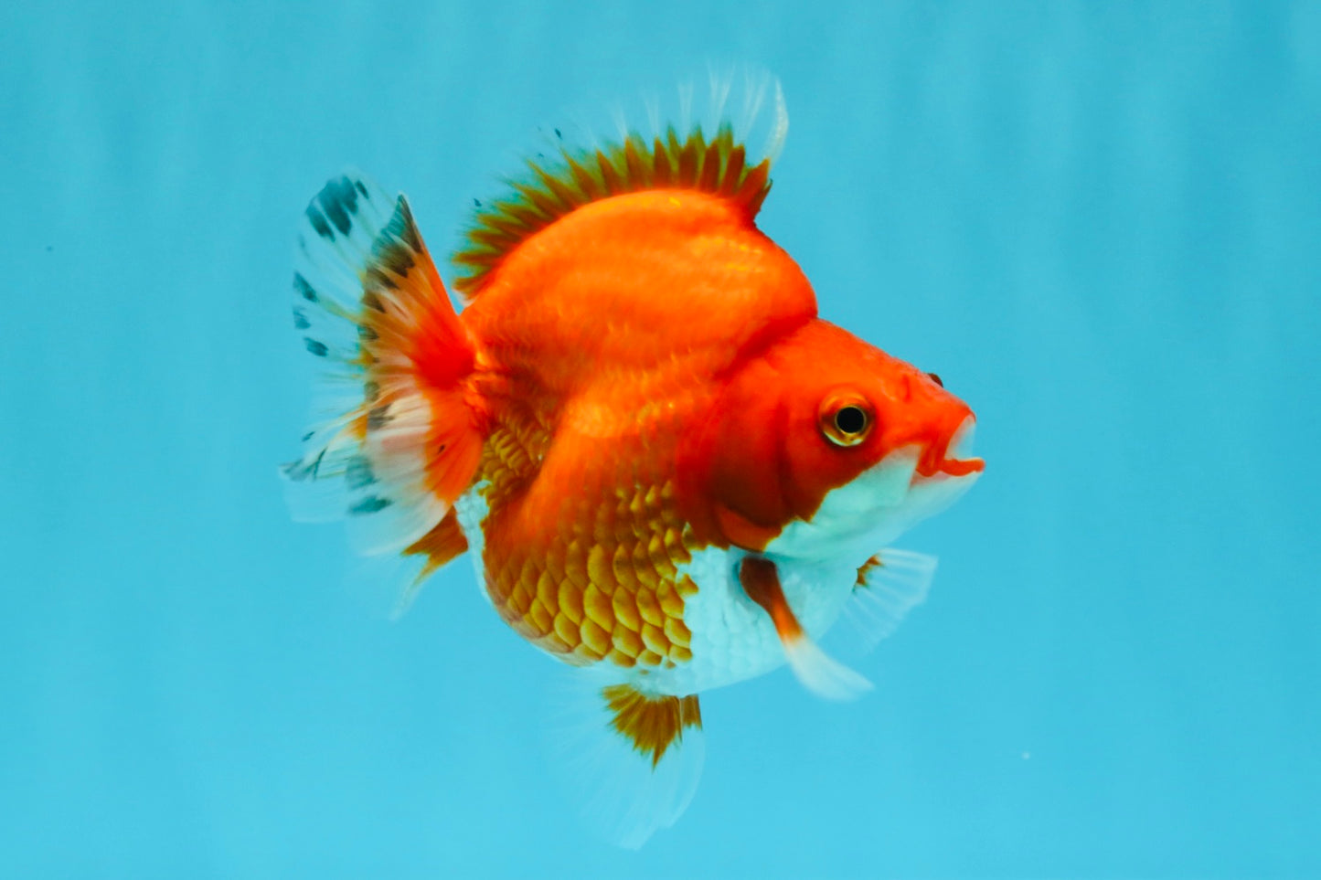 AAA Grade Red White Ryukin Female 4 inches #022726RK_18