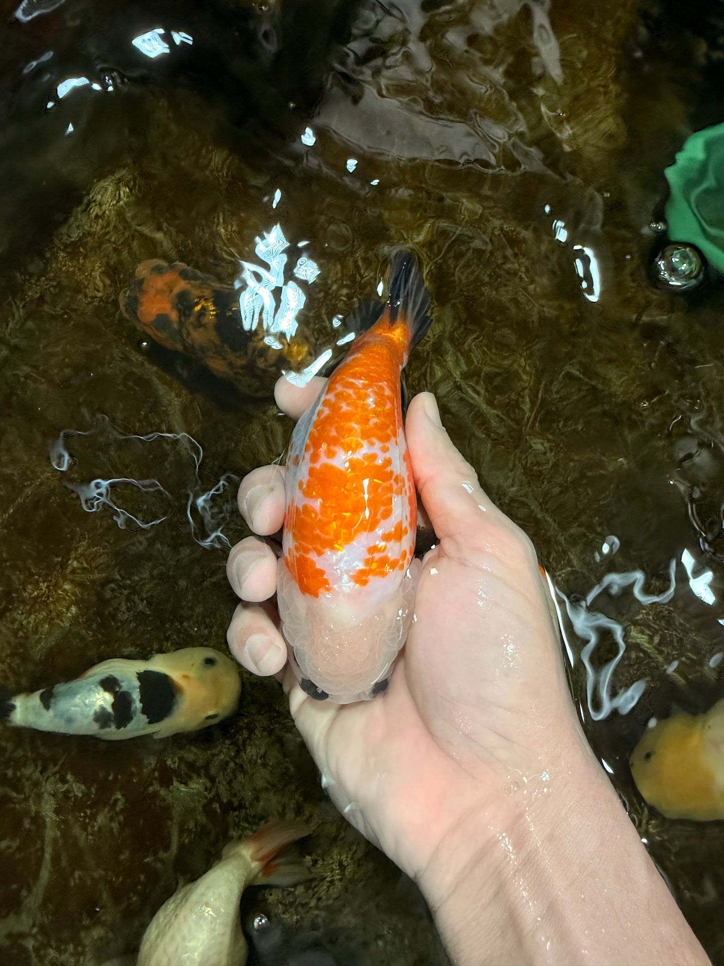 A Grade Tricolor LionKing 5-5.5 inches #112125LC_01