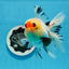 AAA Grade Tricolor Oranda Male 4.5-5 inches #0830OR_18