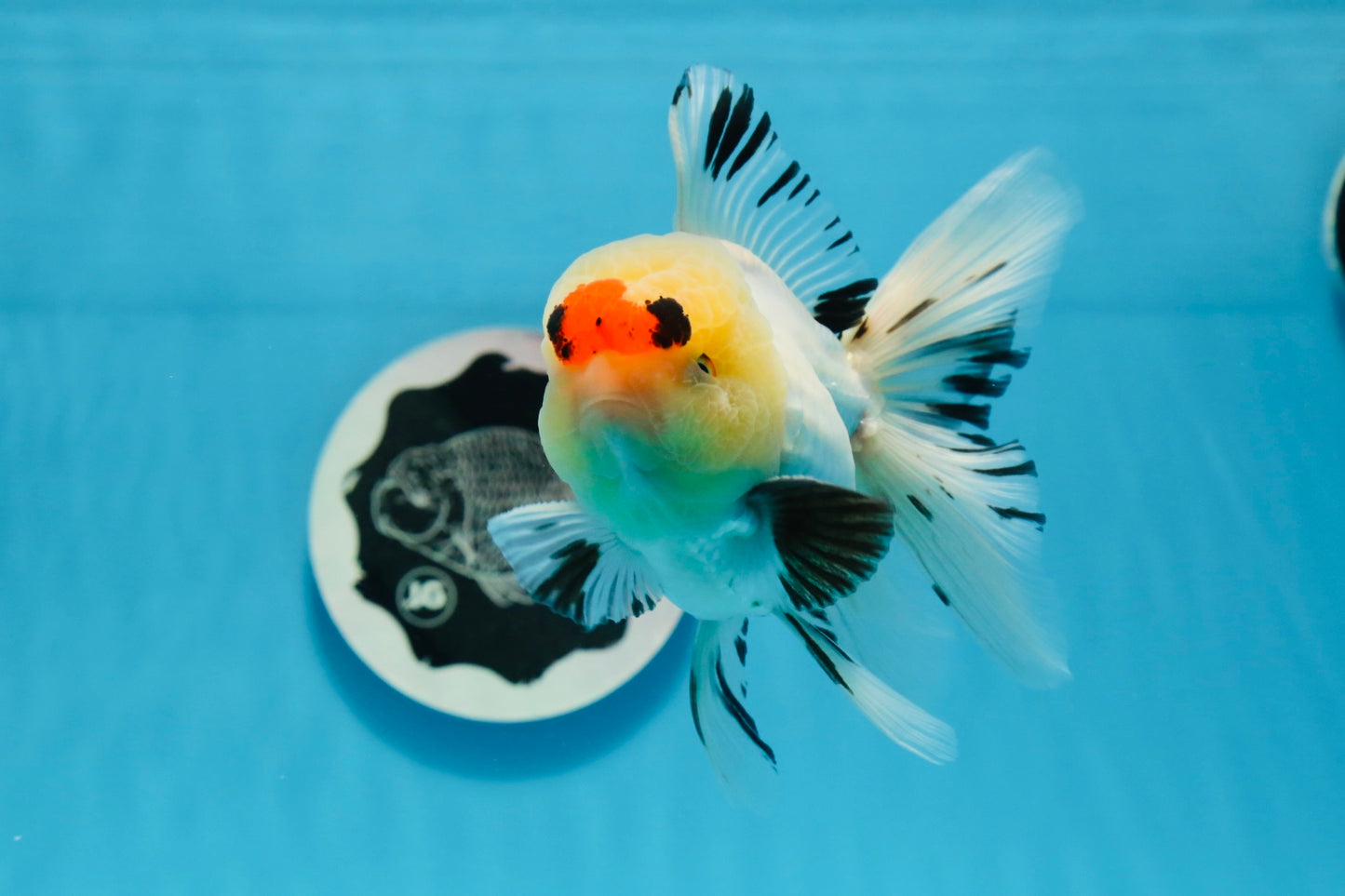 AAA Grade Tricolor Oranda Male 4.5-5 inches #0830OR_18