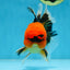 A Grade Super Mario Apache Oranda Male 5-5.5 inches #081525OR_23