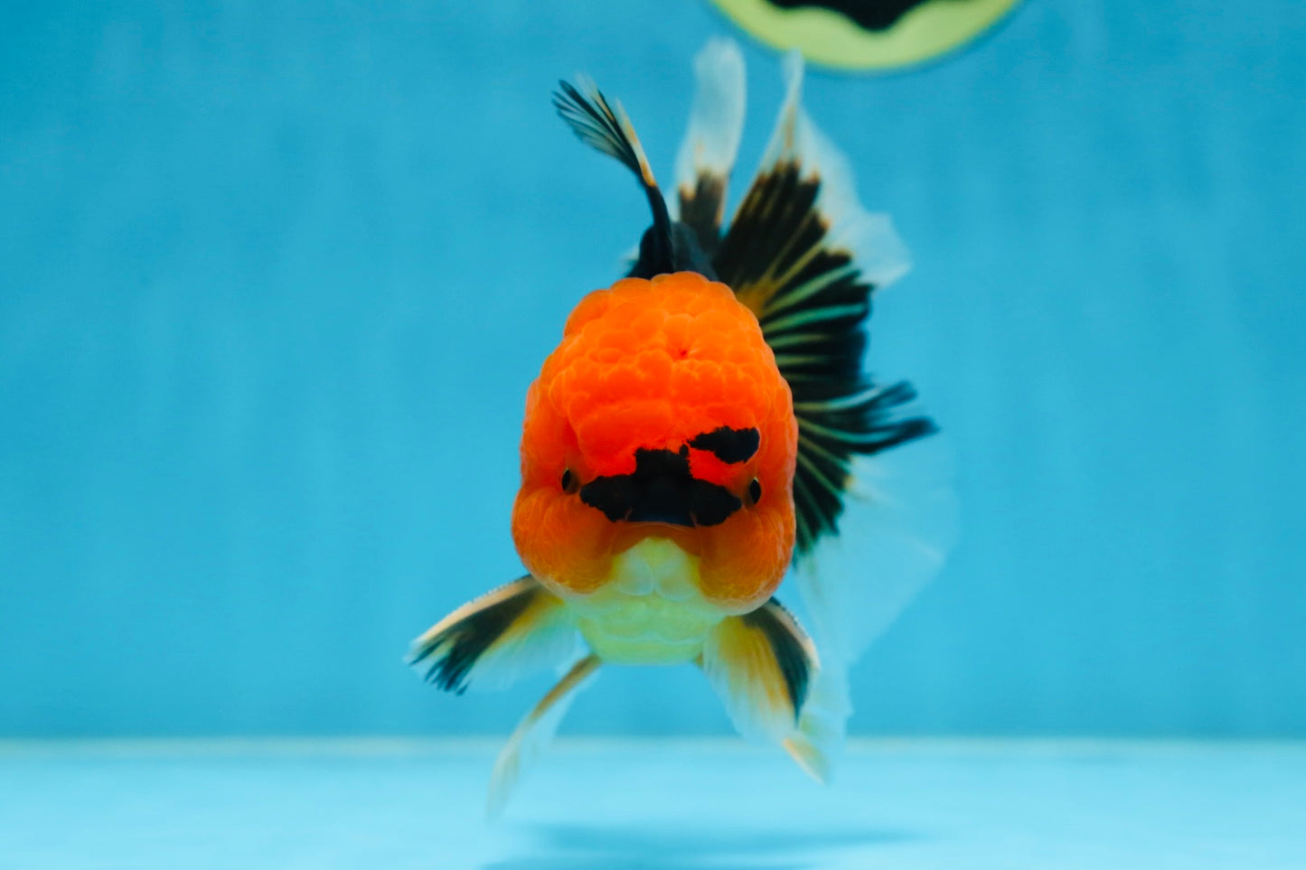 A Grade Super Mario Apache Oranda Male 5-5.5 inches #081525OR_23