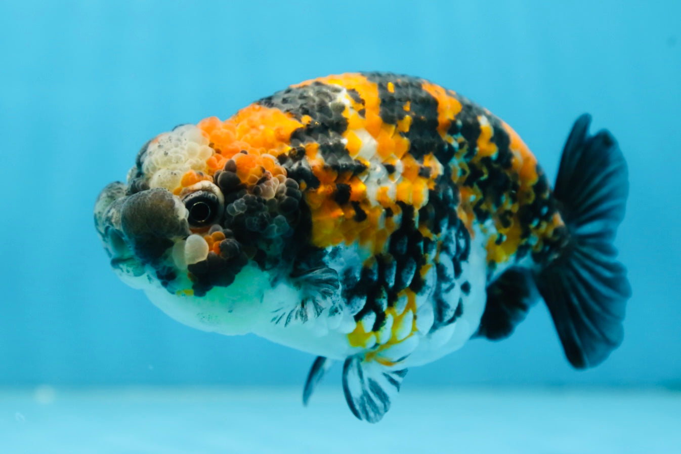 A Grade SUPER CUTE Tricolor Tiger LionQueen 5 inches #091225LC_07