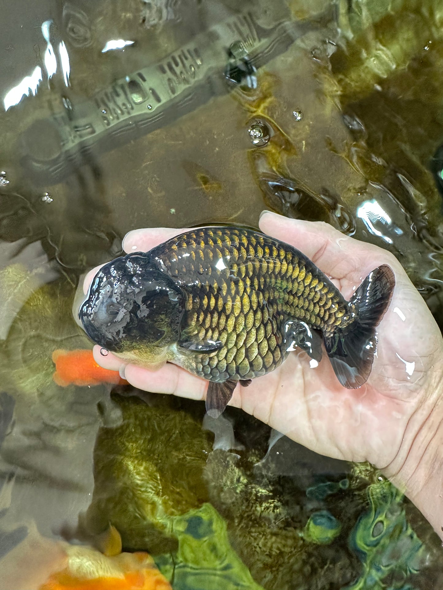 A Grade Black LionQueen 5-5.5 inches #071125LC_01